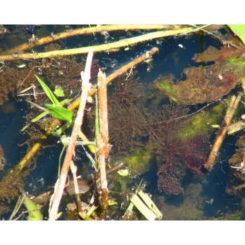 Utricularia foliosa 08 bei Miccosukee