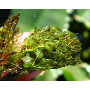 Utricularia foliosa 01 bei Miccosukee