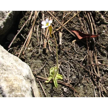 Pinguicula pumila 01