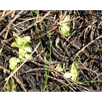 Pinguicula pumila 02