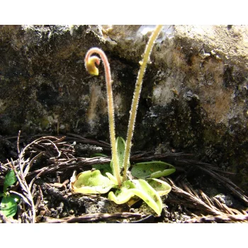 Pinguicula pumila 03