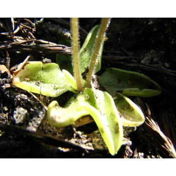 Pinguicula pumila 04