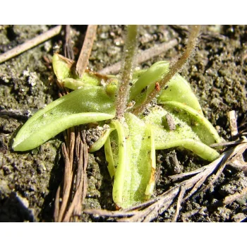 Pinguicula pumila 05