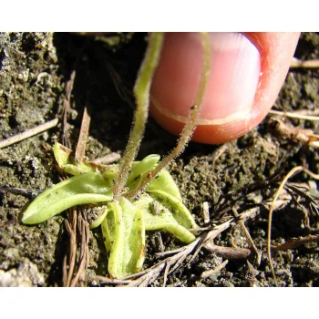 Pinguicula pumila 06