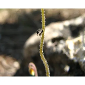 Pinguicula pumila 07