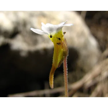 Pinguicula pumila 08