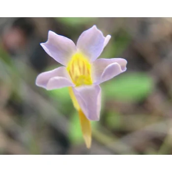 Pinguicula pumila 09