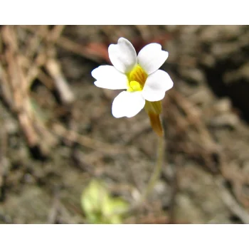 Pinguicula pumila 10