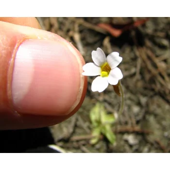 Pinguicula pumila 11