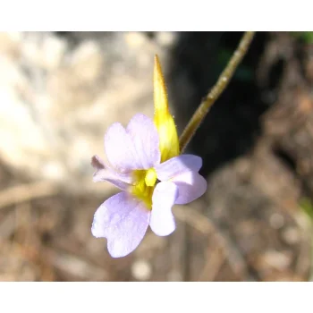 Pinguicula pumila 12