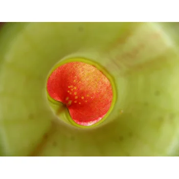 Nepenthes pervillei auf Mahé (Seychellen) Nepenthes pervillei auf Mahé (Seychellen)
