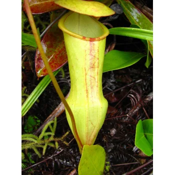 Nepenthes pervillei auf Mahé (Seychellen) Nepenthes pervillei auf Mahé (Seychellen)