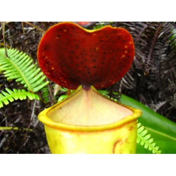 Nepenthes pervillei auf Mahé (Seychellen) Nepenthes pervillei auf Mahé (Seychellen)