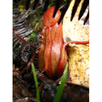 Nepenthes pervillei auf Mahé (Seychellen) Nepenthes pervillei auf Mahé (Seychellen)