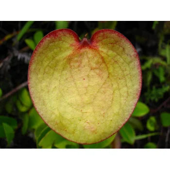 Nepenthes pervillei auf Mahé (Seychellen) Nepenthes pervillei auf Mahé (Seychellen)