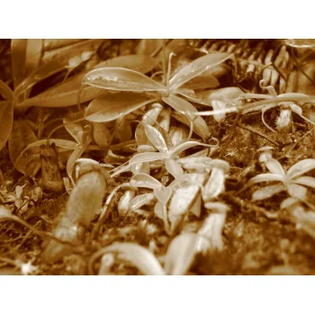Nepenthes pervillei auf Mahé (Seychellen) Nepenthes pervillei auf Mahé (Seychellen)