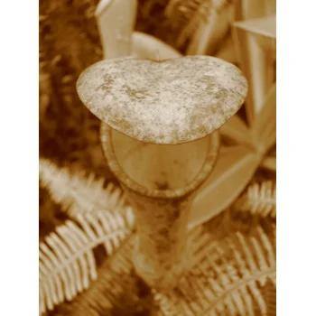 Nepenthes pervillei auf Mahé (Seychellen) Nepenthes pervillei auf Mahé (Seychellen)