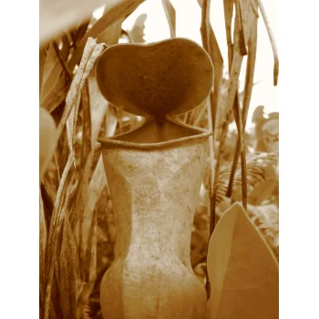 Nepenthes pervillei auf Mahé (Seychellen) Nepenthes pervillei auf Mahé (Seychellen)