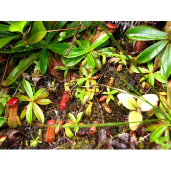 Nepenthes pervillei auf Mahé (Seychellen) Nepenthes pervillei auf Mahé (Seychellen)