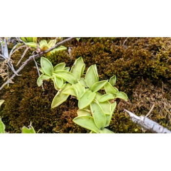 Pinguicula vulgaris im Jenbachtal