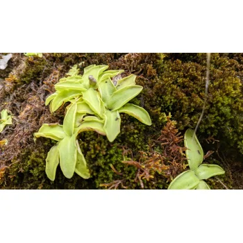 Pinguicula vulgaris im Jenbachtal