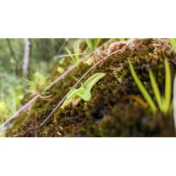 Pinguicula vulgaris im Jenbachtal