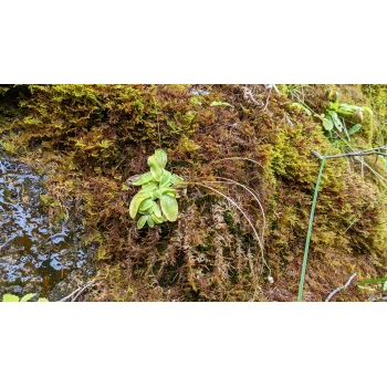 Pinguicula vulgaris im Jenbachtal