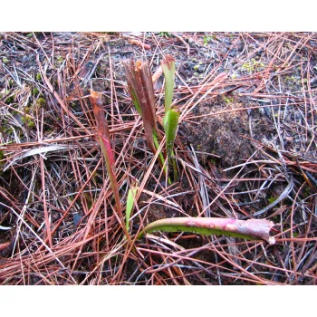 Sarracenia minor