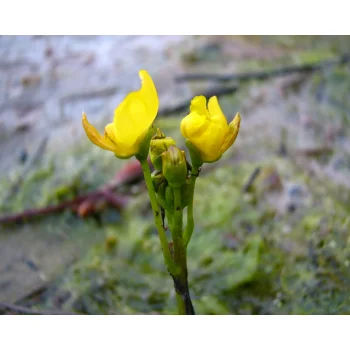 Utricularia inflata 06