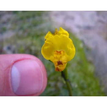 Utricularia inflata 07