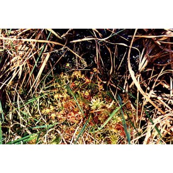 Drosera rotundifolia am Pfälzer Woog 01