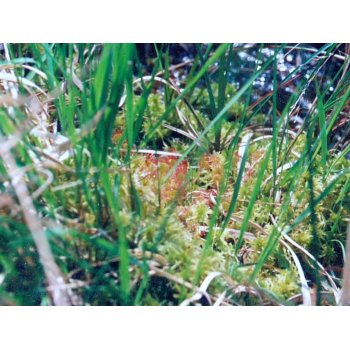 Drosera rotundifolia am Pfälzer Woog 03