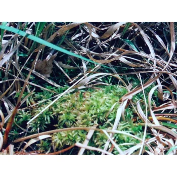 Drosera rotundifolia am Pfälzer Woog 04