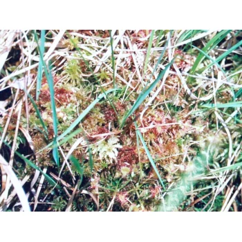 Drosera rotundifolia am Pfälzer Woog 05