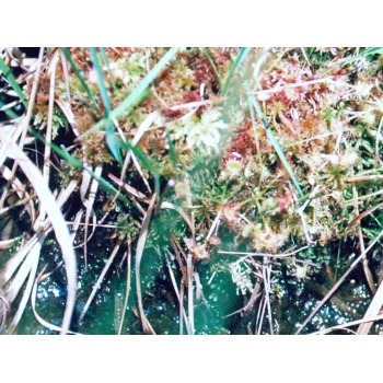 Drosera rotundifolia am Pfälzer Woog 06