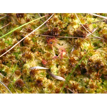 Drosera rotundifolia im Westermoor 01