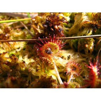 Drosera rotundifolia im Westermoor 03