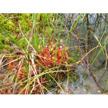 Drosera rotundifolia im Westermoor 05