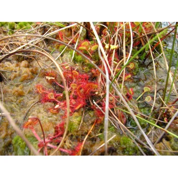 Drosera rotundifolia im Westermoor 06