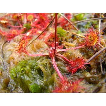 Drosera rotundifolia im Westermoor 07