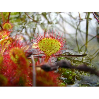 Drosera rotundifolia im Westermoor 08