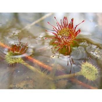 Drosera rotundifolia im Westermoor 09