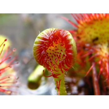 Drosera rotundifolia im Westermoor 11