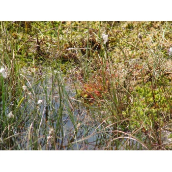 Drosera rotundifolia im Westermoor 12