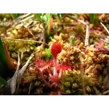 Drosera rotundifolia im Wilden Moor