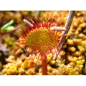 Drosera rotundifolia im Wilden Moor