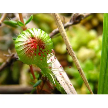 Drosera rotundifolia im Wilden Moor