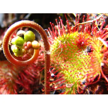 Drosera rotundifolia im Wilden Moor