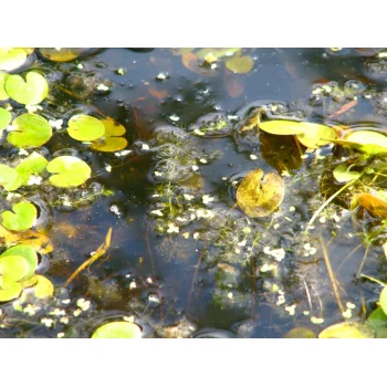 Utricularia im Wilden Moor