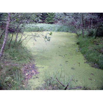 Süssmath Nattheim (Bild 05) Süssmath Nattheim (Bild 05)